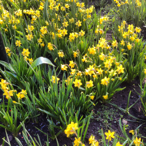 krokussen zwolle pictures by ilse life by ilse